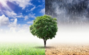 Trái đất nóng lên gây hại cho sức khỏe của bạn thế nào?