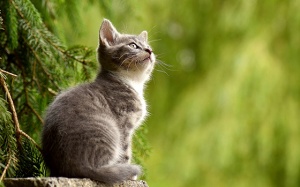 Tử vi 12 cung hoàng đạo thứ Bảy (18/11/2017)