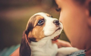 Nuôi một chú chó con giúp bạn sống thọ hơn