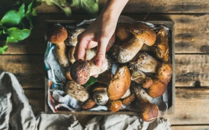 Bệnh nhân Alzheimer cần ăn nhiều nấm