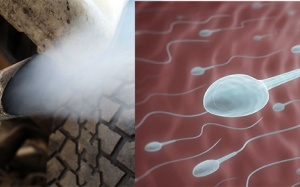 Tiếp xúc nhiều với khí thải diesel có thể khiến 'tinh binh' teo nhỏ và dị dạng?