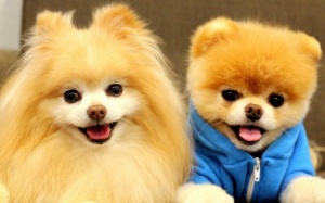 Cân nhắc kỹ khi nuôi 5 thú cưng sau