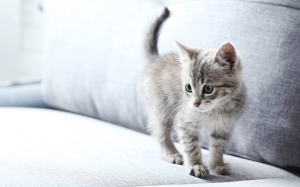 Tử vi tuần mới (27/11 - 3/12/2017) với 12 cung hoàng đạo