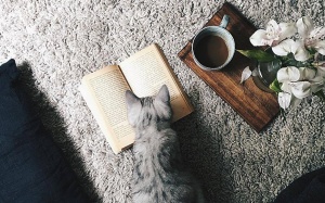 Trà cỏ bạc hà mèo: Chỉ có lợi khi biết uống đúng cách