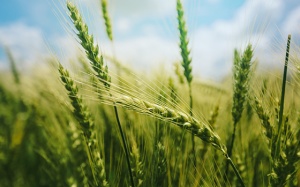 Tử vi 12 cung hoàng đạo thứ Tư (29/11/2017)