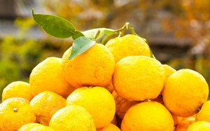 Yuzu - loại quả vàng siêu đắt của xứ sở Phù Tang