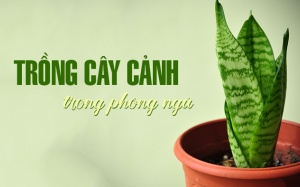 7 cây cảnh nên đặt trong phòng ngủ để lọc không khí và giúp ngủ ngon