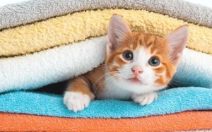 Tử vi tuần mới (4 - 10/12/2017) với 12 cung hoàng đạo