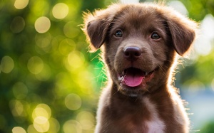 Infographic: Những thông tin cơ bản về các giống chó cảnh được nuôi nhiều ở Việt Nam