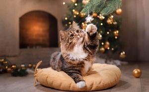 Tử vi tuần mới (11 - 17/12/2017) với 12 cung hoàng đạo