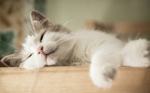 Tử vi 12 cung hoàng đạo thứ Tư (13/12/2017)