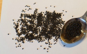 Hạt húng quế tốt cho người đái tháo đường và béo phì 