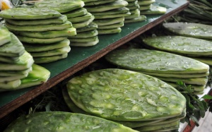 Bạn đã biết về lợi ích của xương rồng lê gai đối với sức khỏe?