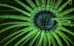 Những bức ảnh thiên nhiên đẹp nhất năm 2017 của National Geographic 