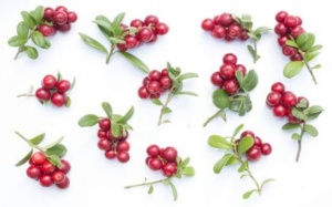 4 lợi ích sức khỏe tuyệt vời của nam việt quất