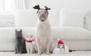 Tử vi 12 cung hoàng đạo thứ Ba (19/12/2017)