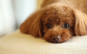 Tử vi 12 cung hoàng đạo thứ Tư (20/12/2017)