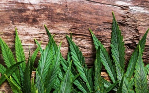 Tử vi 12 cung hoàng đạo thứ Bảy (23/12/2017)