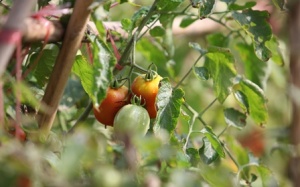 Nông nghiệp hữu cơ: Người không phụ đất, đất trả công người