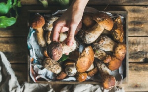 Một trong những xu hướng thực phẩm 2018 - bạn biết gì về nấm porcini?