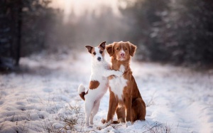 Tử vi 12 cung hoàng đạo thứ Ba (26/12/2017)