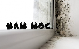 Đề phòng nấm mốc trong nhà phát triển mạnh vào ngày lạnh giá