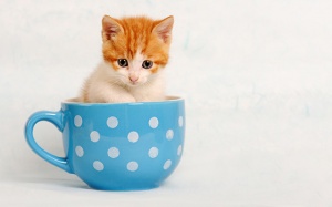 Tử vi 12 cung hoàng đạo thứ Năm (28/12/2017)