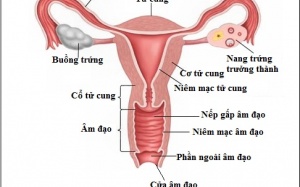 6 liệu pháp tự nhiên giúp điều trị chứng teo âm đạo