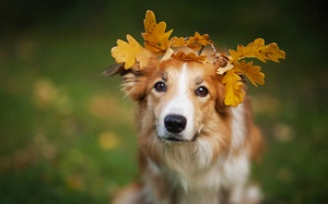 Tử vi 12 cung hoàng đạo thứ Bảy (30/12/2017)