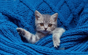 Tử vi 12 cung hoàng đạo thứ Năm (4/1/2018)