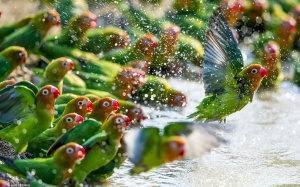 Chiêm ngưỡng những bức ảnh về cuộc sống hoang dã ấn tượng nhất năm