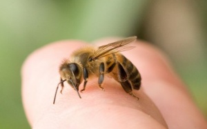 Bị ong đốt: Những mẹo nhỏ giảm nhanh đau nhức