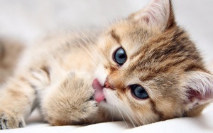 Tử vi tuần mới (15 - 21/1/2018) với 12 cung hoàng đạo