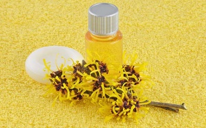 Nước cây phỉ: Ngoài làm đẹp da còn tác dụng gì?