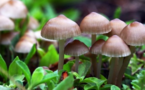 'Nấm ma thuật'- giúp hỗ trợ điều trị chứng trầm cảm hiệu quả