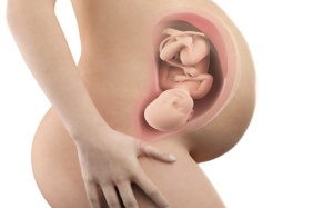 Vai trò quan trọng của nhau thai trong sự phát triển của thai nhi?