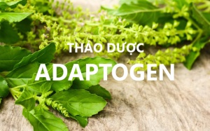 Chỉ dẫn giảm stress bằng 7 loại thảo dược Adaptogen