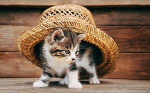 Tử vi 12 cung hoàng đạo thứ Ba (23/1/2018)