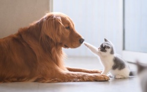 Tử vi 12 cung hoàng đạo thứ Tư (24/1/2018)