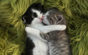 Tử vi 12 cung hoàng đạo thứ Sáu (26/1/2018)