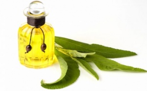 Tinh dầu long não tốt cho sức khỏe thế nào?