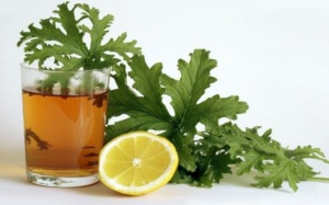 5 lợi ích sức khỏe tuyệt vời của trà phong lữ