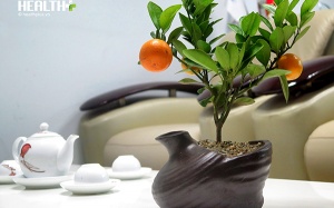 Những loại cây, hoa trang trí nên chọn trong dịp Tết Mậu Tuất