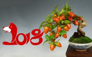 Cây cảnh chơi Tết 2018: Vừa lạ vừa quen, càng nhiều trái càng hot