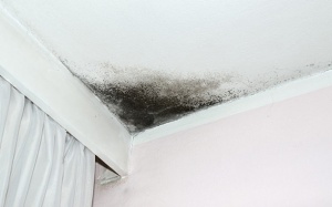 Mốc đen hoành hành mùa nồm ẩm: Có thể gây tử vong