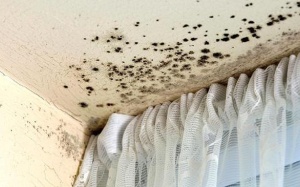 Nấm mốc có thể gây ra những bệnh gì?