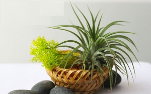 Những loại cây hút ẩm, ngăn nấm mốc nên trồng mùa nồm ẩm