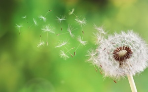 7 loại thảo mộc lợi tiểu tự nhiên đã được khoa học chứng minh