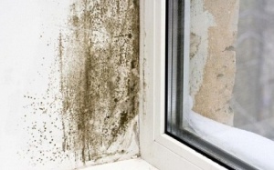 Làm sao để ngăn ngừa nấm mốc phát triển trong nhà khi thời tiết nồm ẩm?