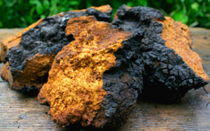 Nấm Chaga là gì mà được nhiều người săn lùng đến thế?